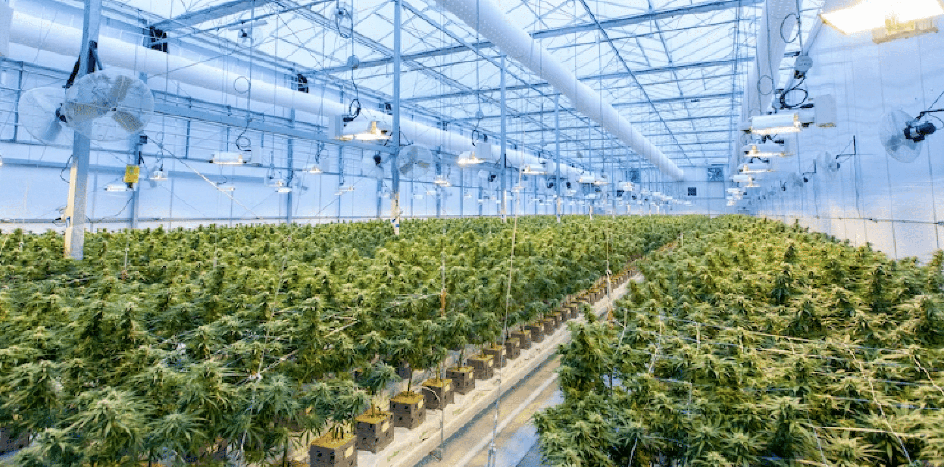 Europäisches Cannabis Q2 2022 Vierteljährliches Update