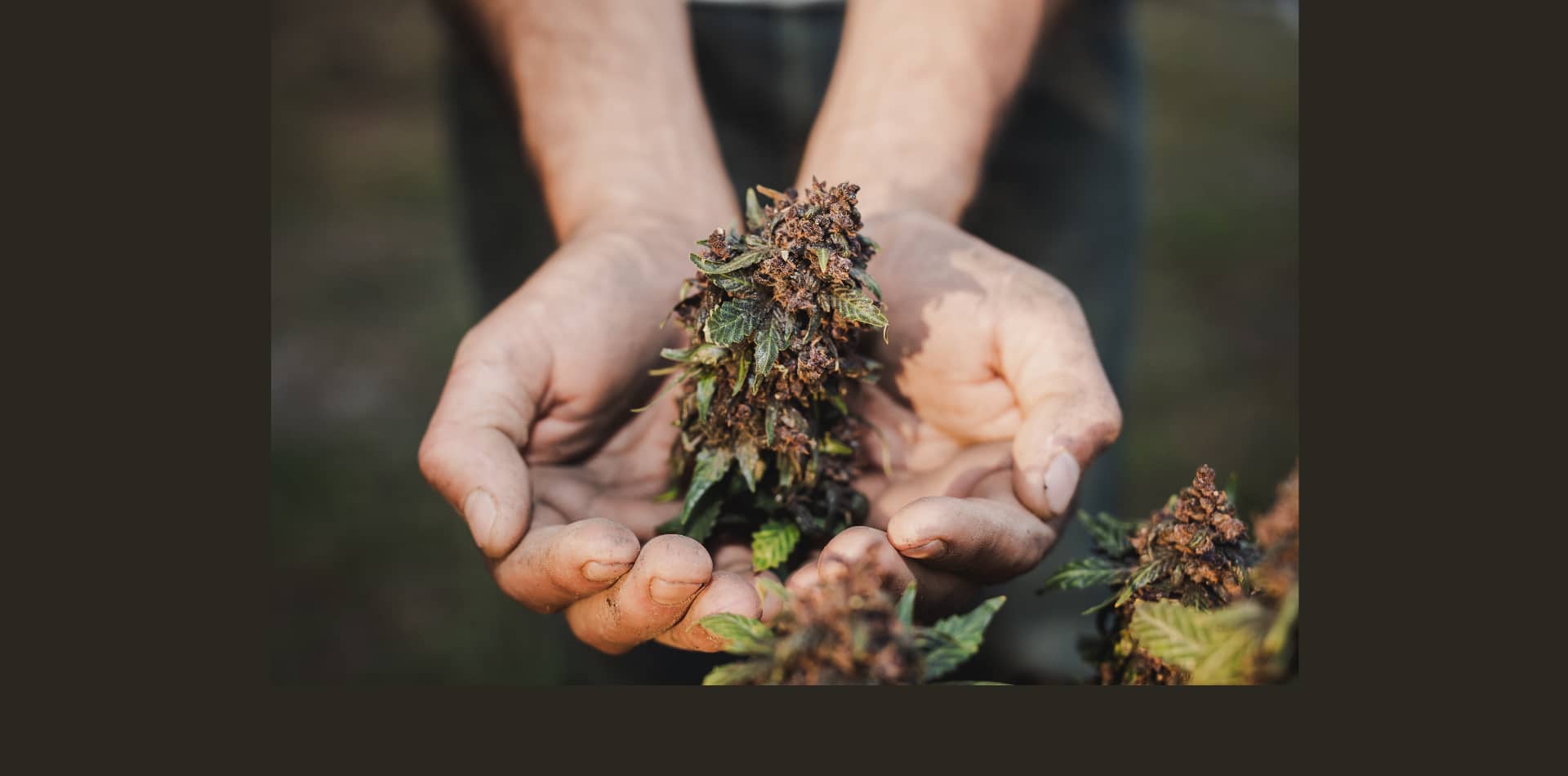 Das Argument für THCA und andere kleinere Cannabinoide