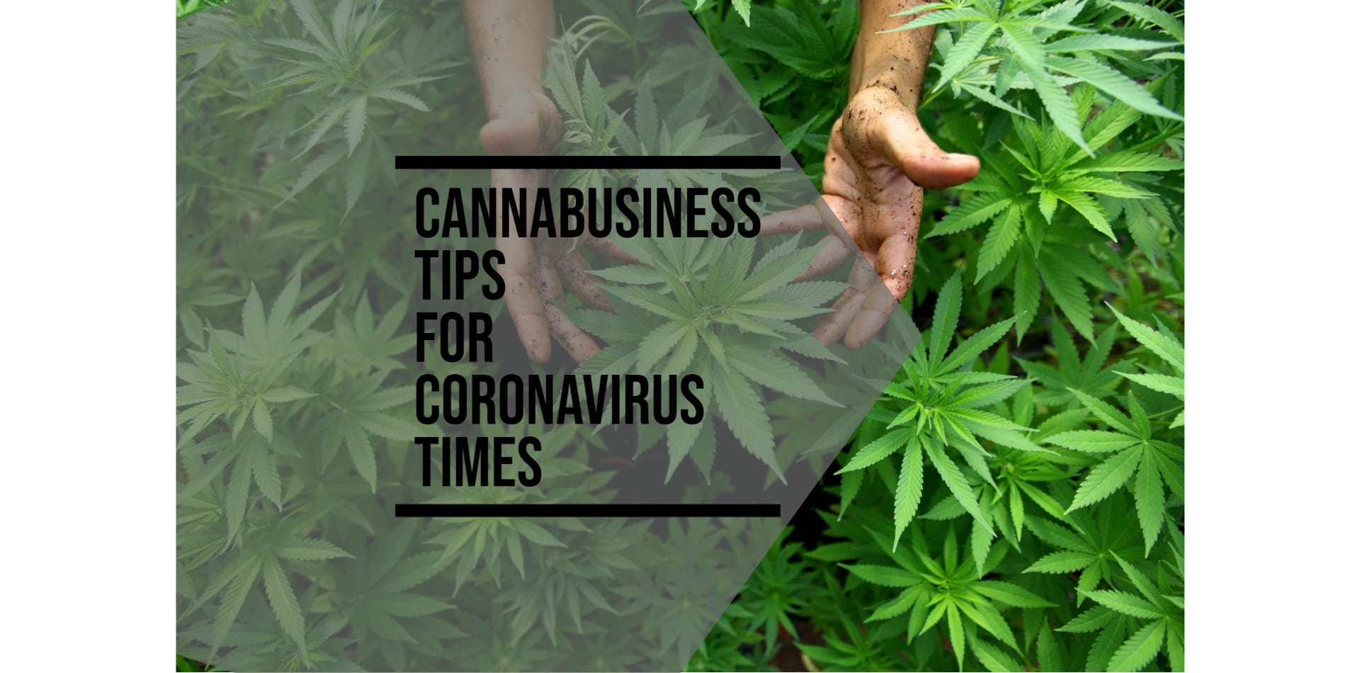 CannaBusiness Tipps für die Zeit des Coronavirus