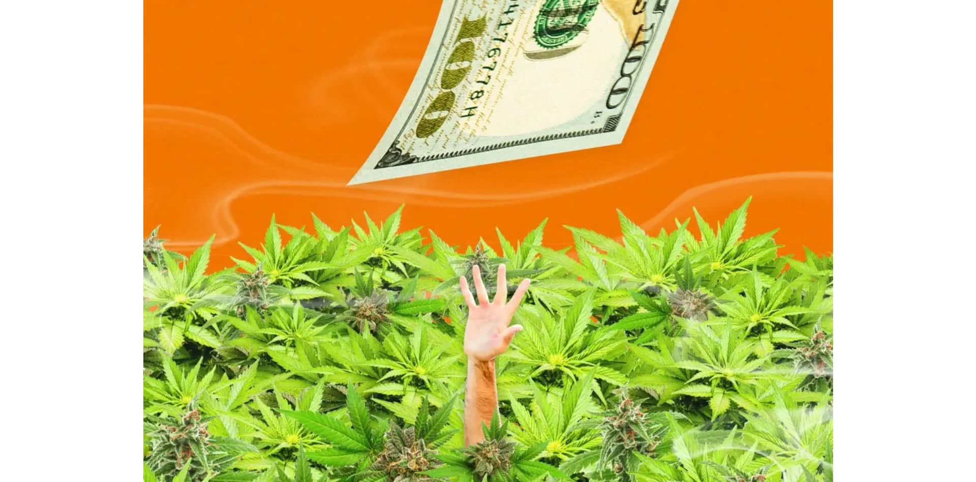 Il punto di forza per le opportunità di business con la cannabis si trova a metà strada tra il settore medico e quello ricreativo&quot;: gli esperti spiegano come trovarlo