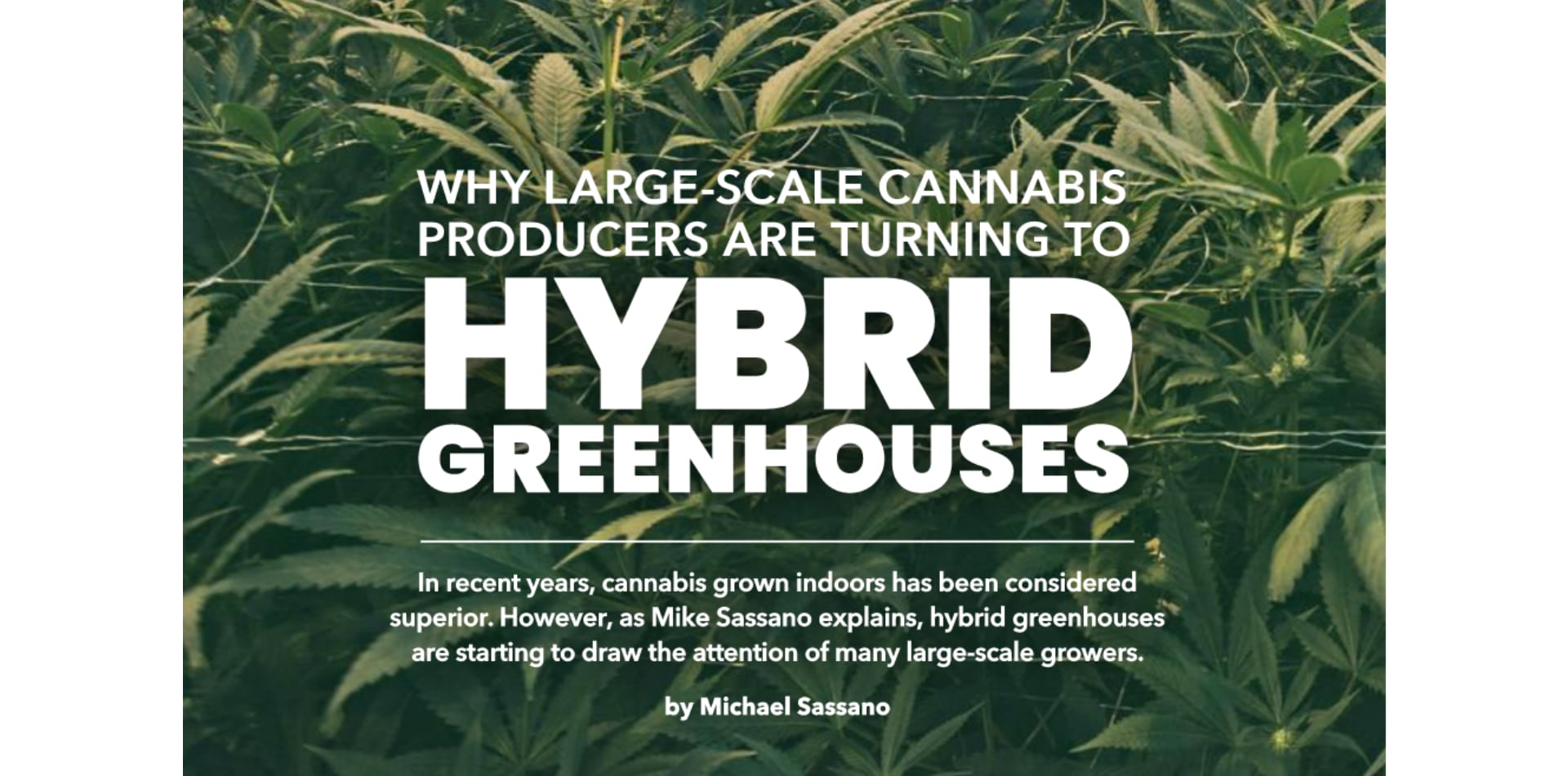 Pourquoi les grands producteurs de cannabis se tournent-ils vers les serres hybrides ?