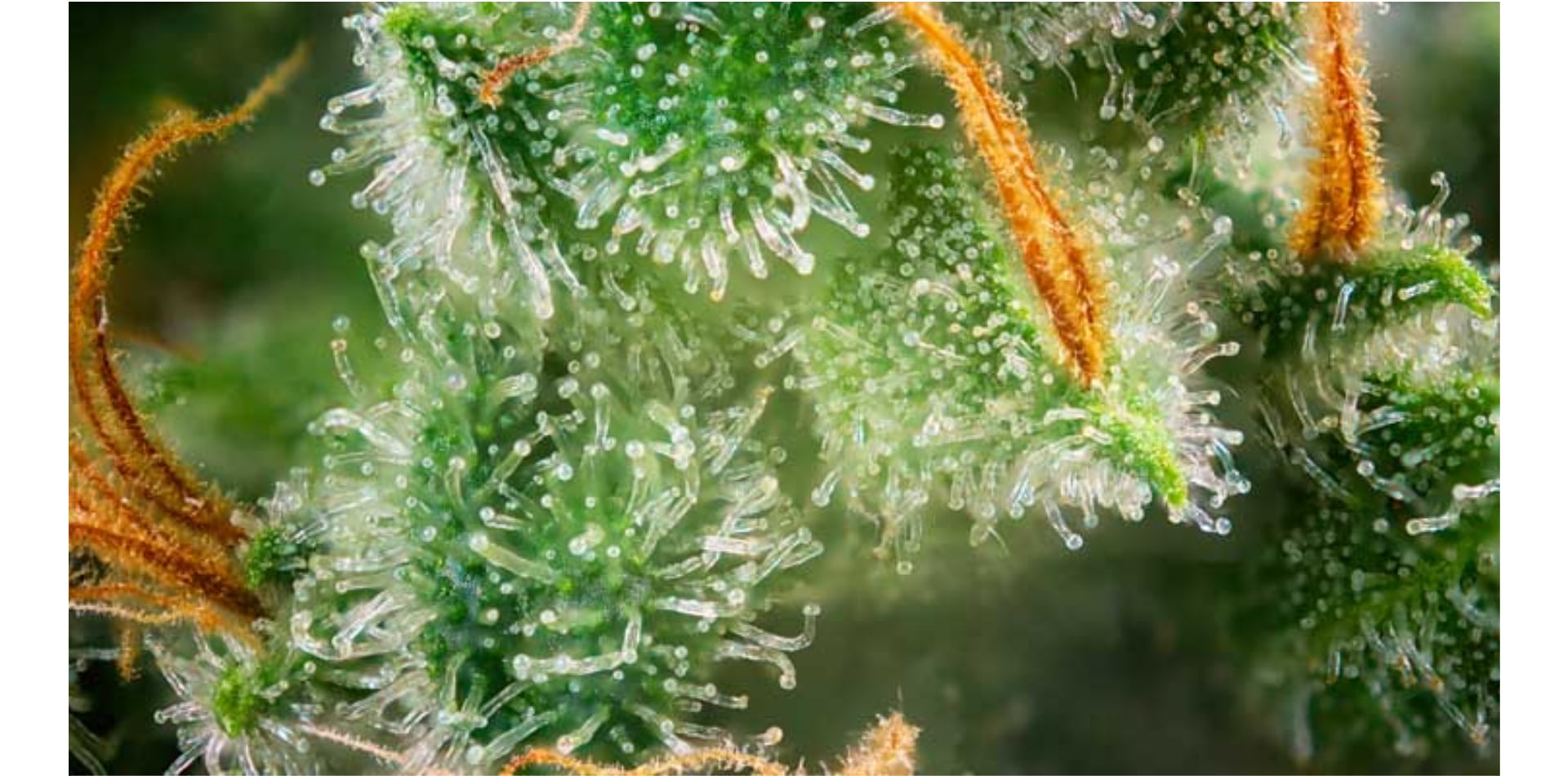 7 modi per aumentare i livelli di terpeni nella cannabis