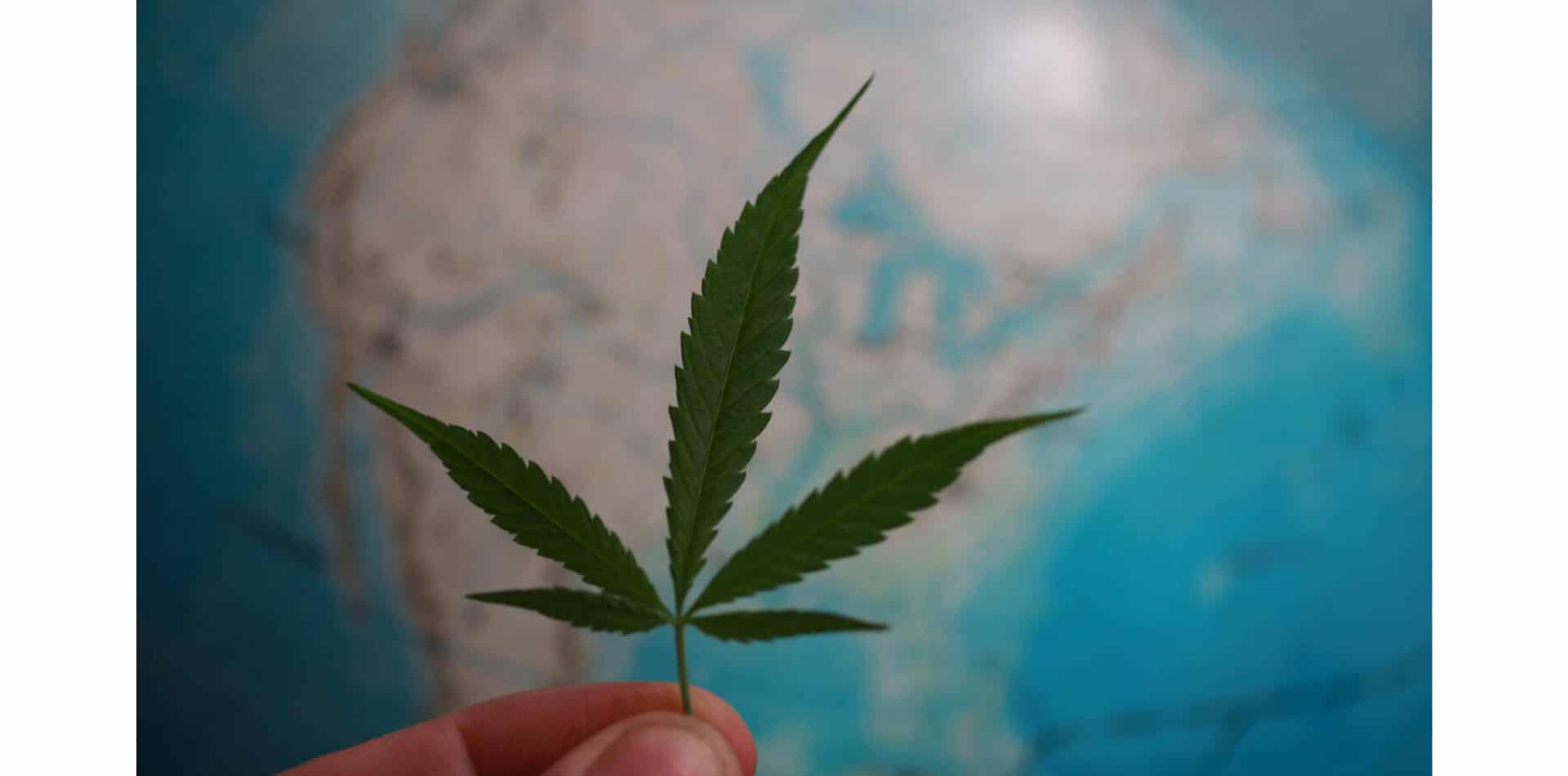 La réforme internationale du cannabis s'accélère en Europe et en Amérique du Sud