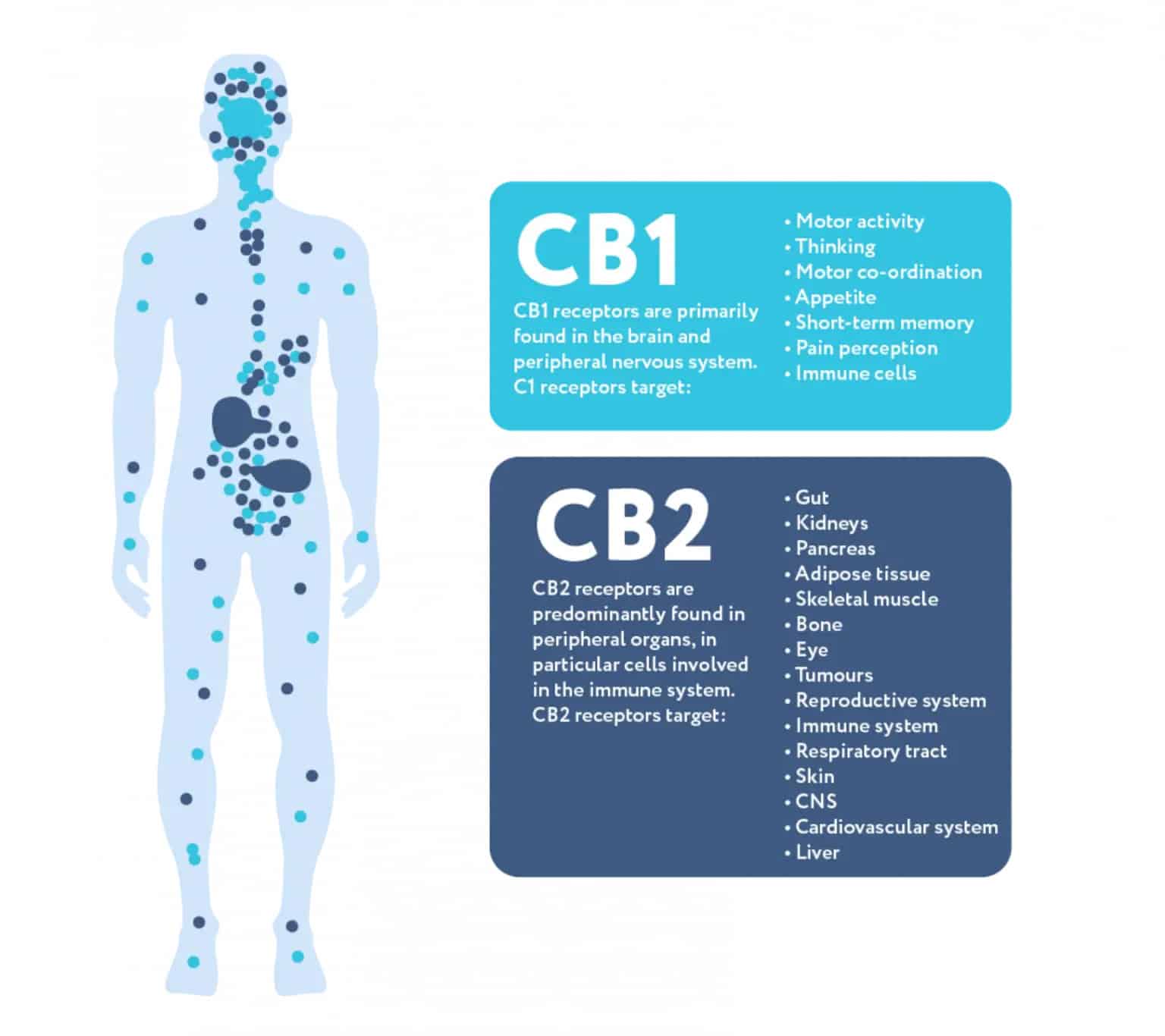 cannabinoid receptors diagram 1536x1366.png 3