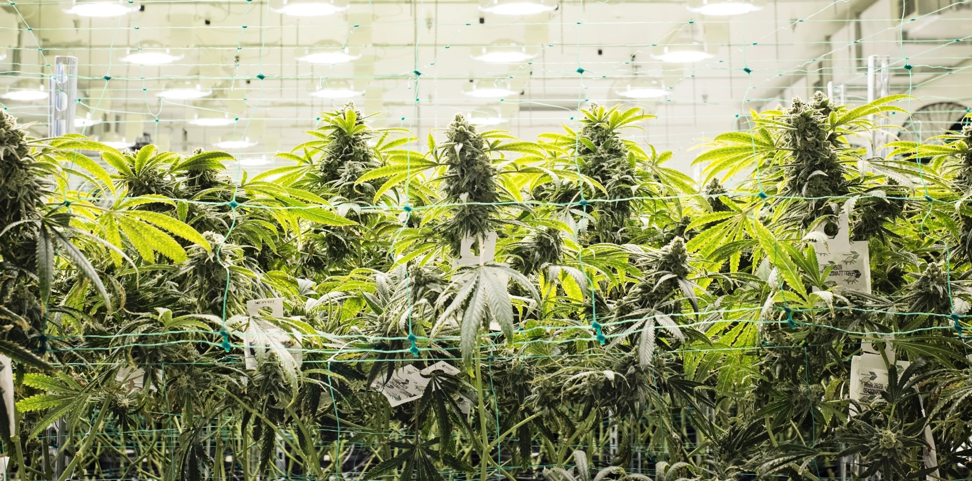  Europäisches Cannabis Q4 2023 Vierteljährliches Update