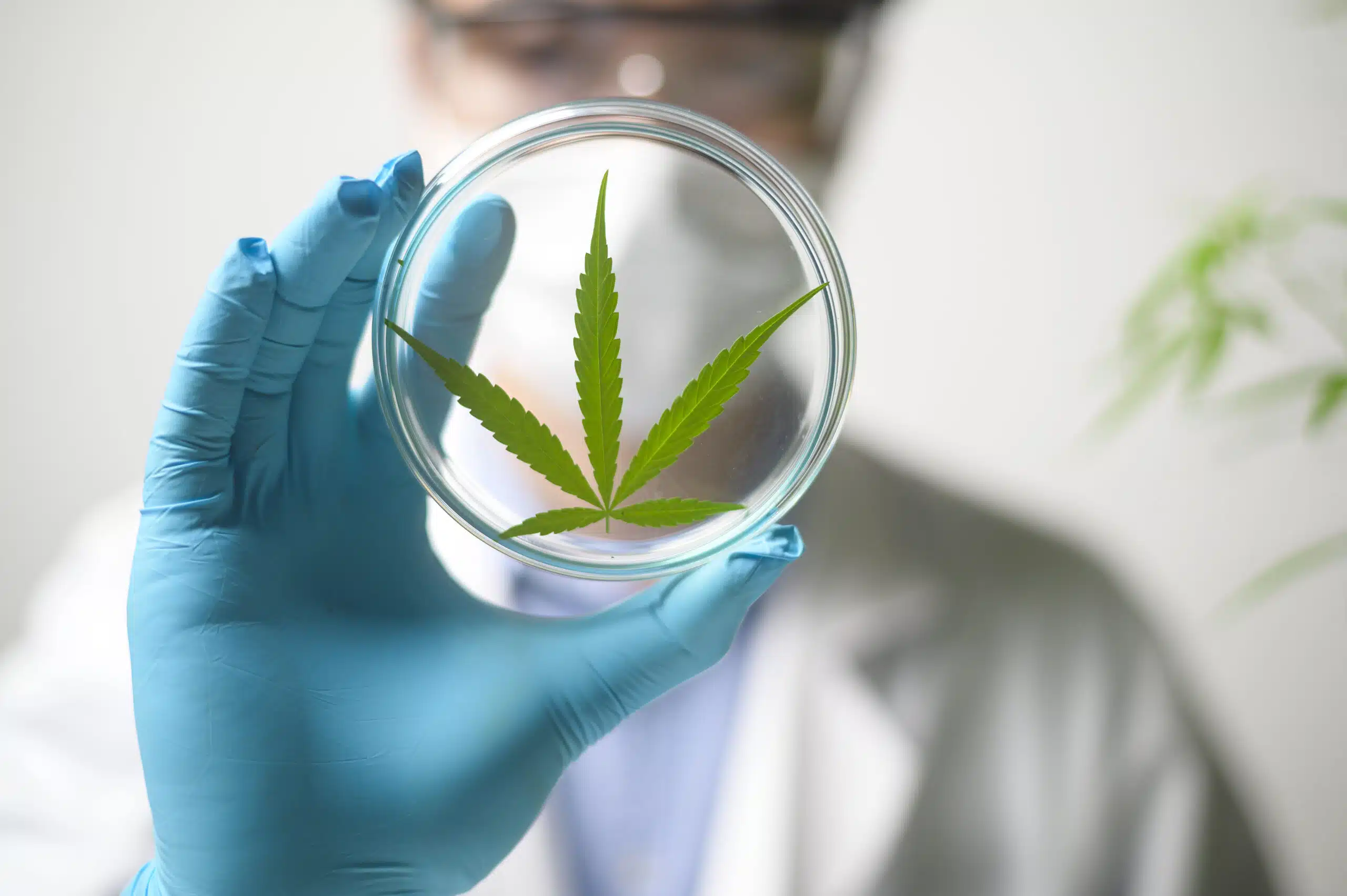 SOMAÍ Pharmaceuticals e Universidade Lusófona colaboram em publicação científica sobre o efeito ‘entourage’